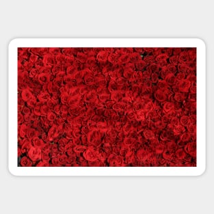 Whole Lotta Red Roses in Bloom Sticker